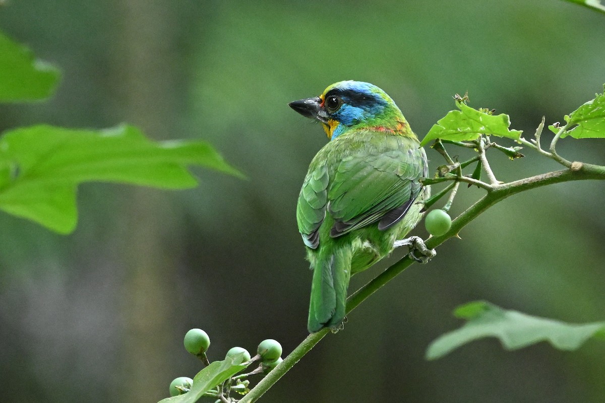 Taiwan Barbet - ML613302409