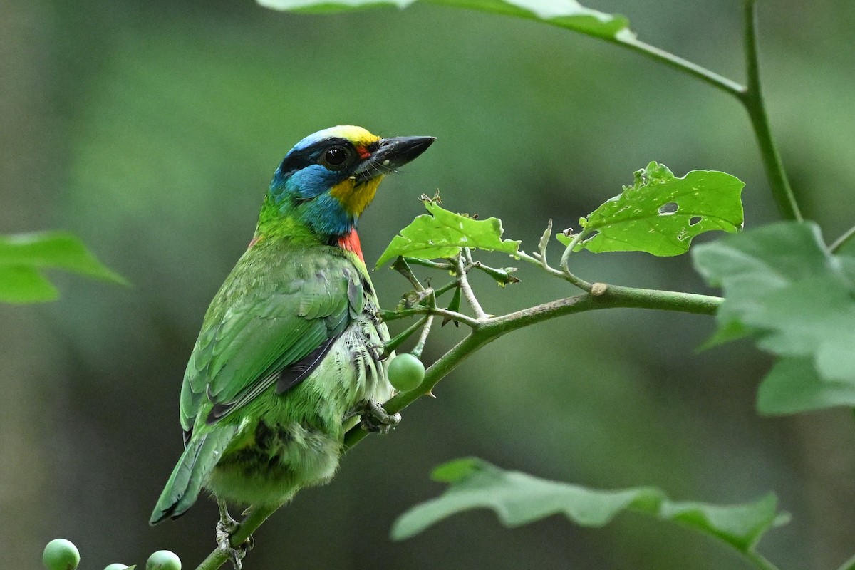 Taiwan Barbet - ML613302410