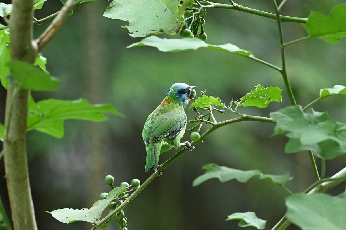 Taiwanbartvogel - ML613302411