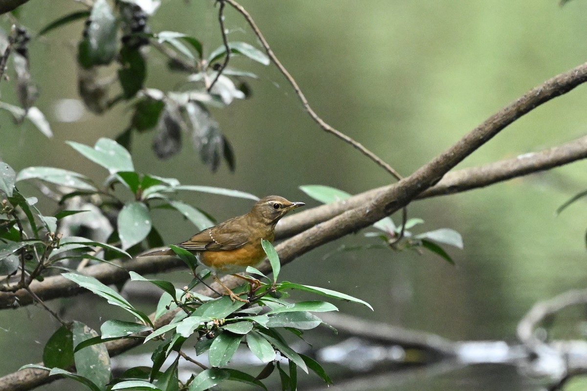 Brown-headed Thrush - ML613302422