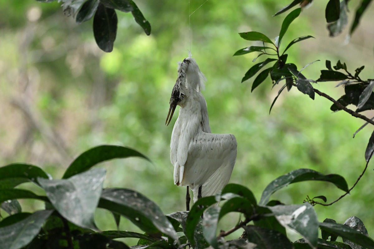 white egret sp. - ML613302438