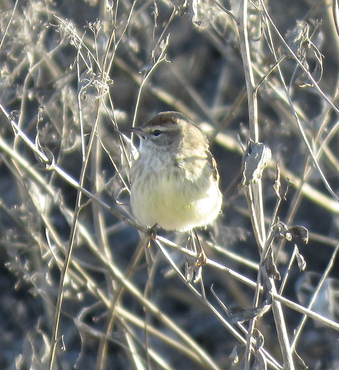 Palm Warbler - David Nickerson