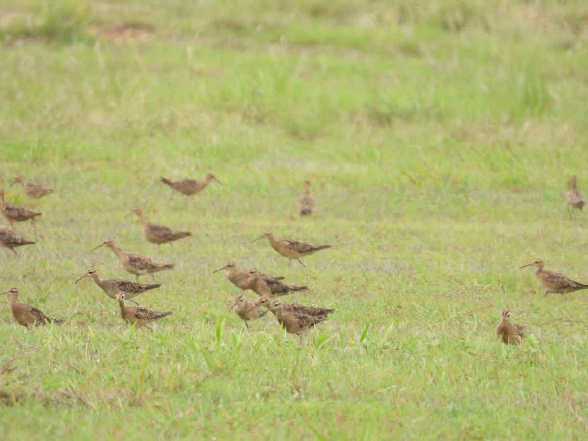 Little Curlew - ML613302462