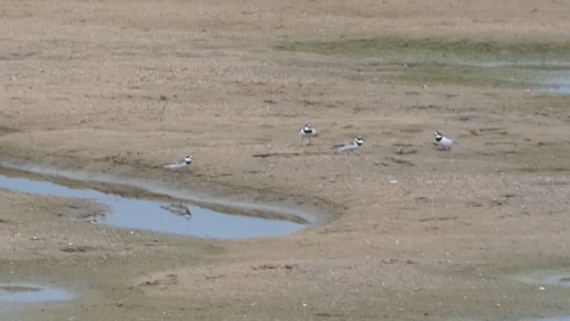 Little Ringed Plover - ML613302510