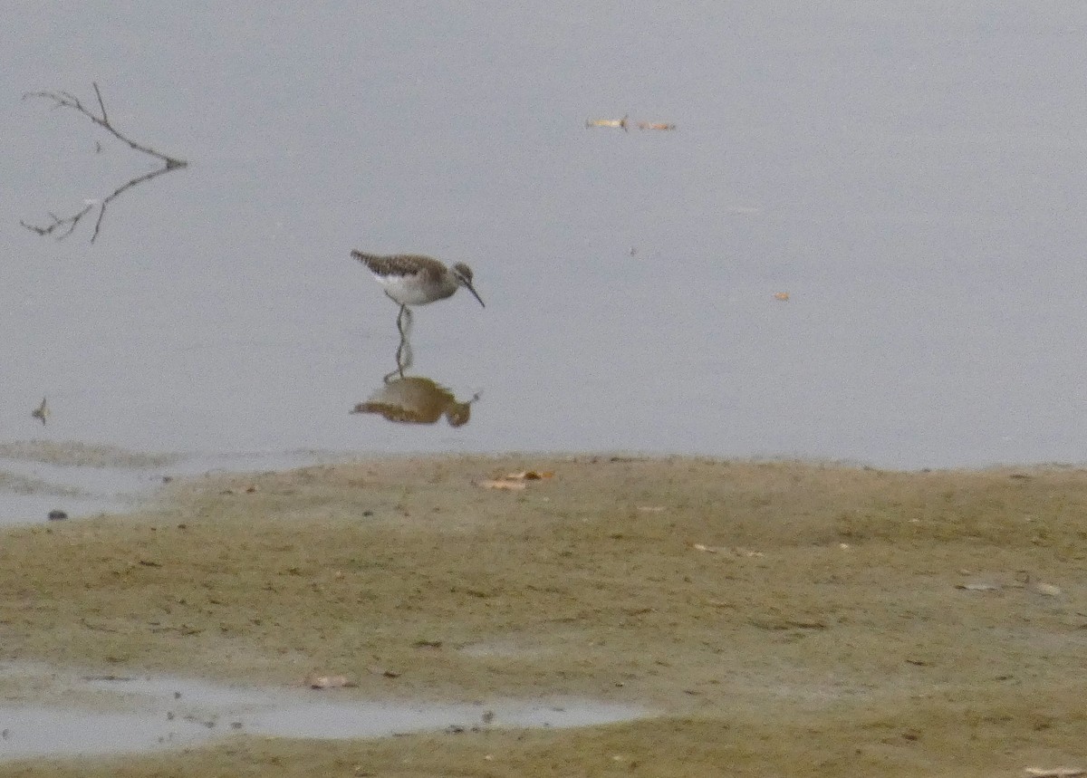 Wood Sandpiper - ML613302560