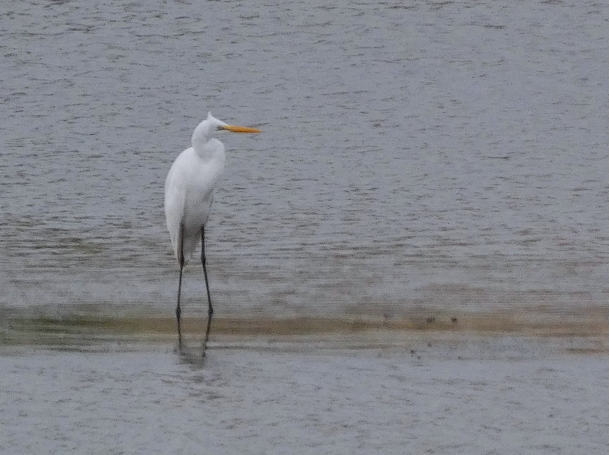 Great Egret - ML613302571