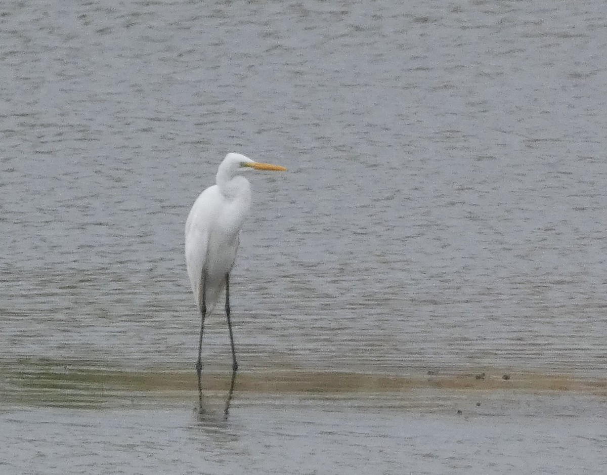 Great Egret - ML613302572