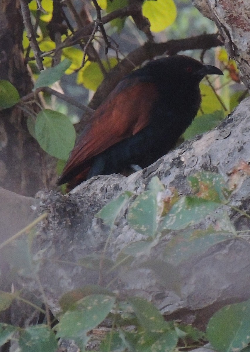 Greater Coucal - ML613302595