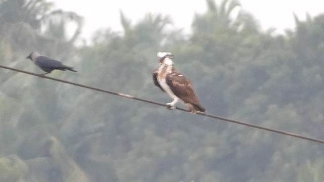 Загасч явлаг - ML613302616