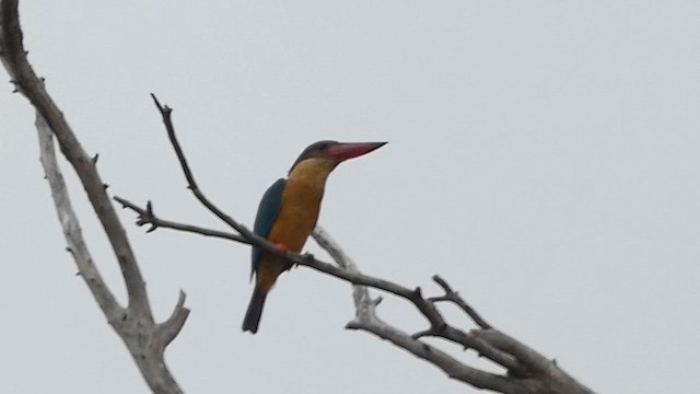 Stork-billed Kingfisher - ML613302620