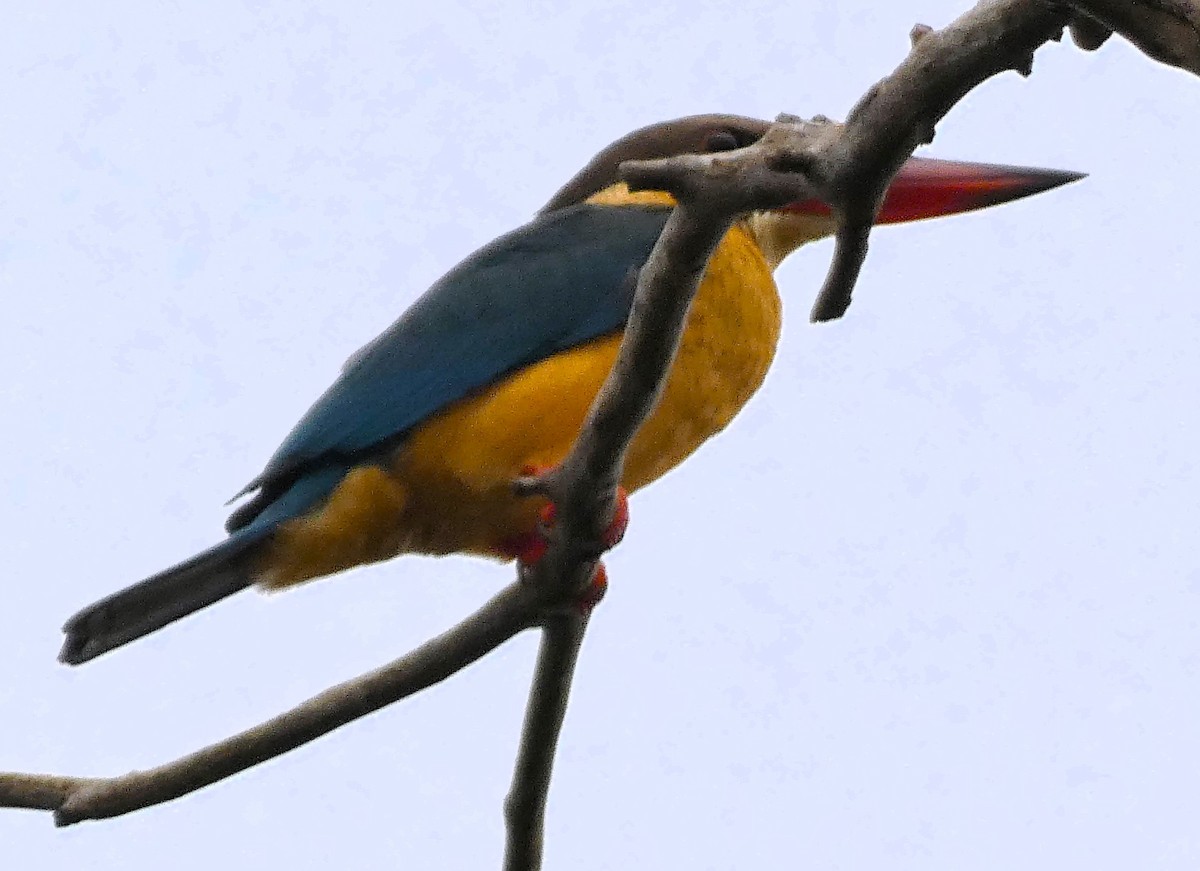 Stork-billed Kingfisher - ML613302626