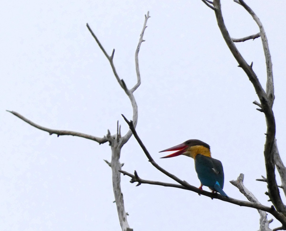 Stork-billed Kingfisher - ML613302627
