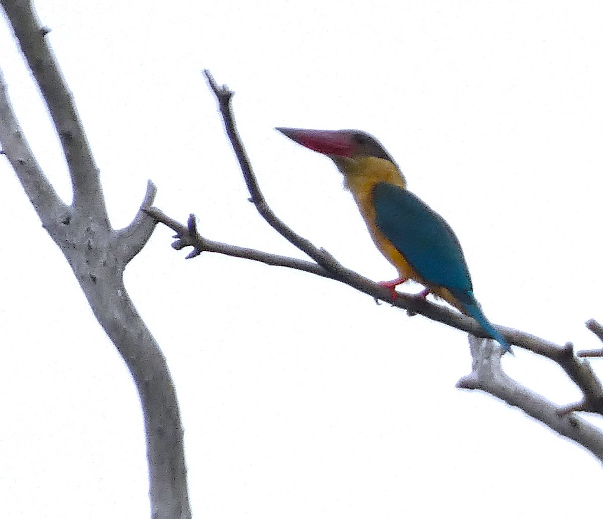 Stork-billed Kingfisher - ML613302628