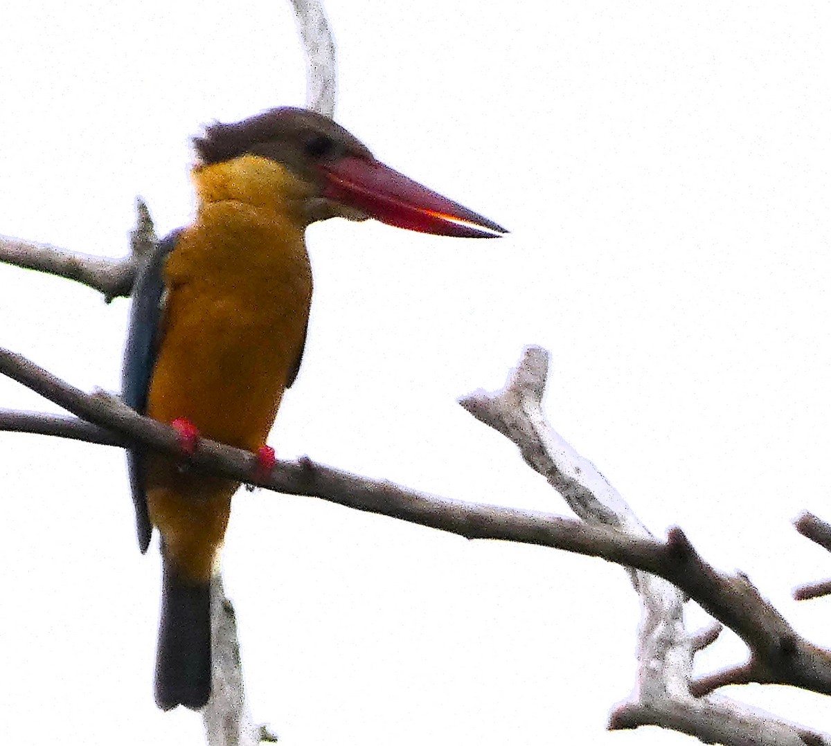 Stork-billed Kingfisher - ML613302629
