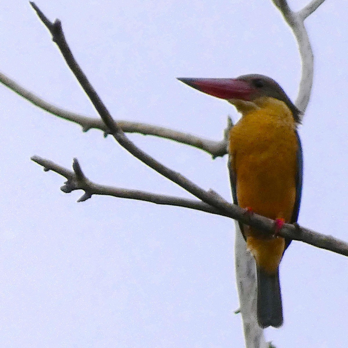 Stork-billed Kingfisher - ML613302630