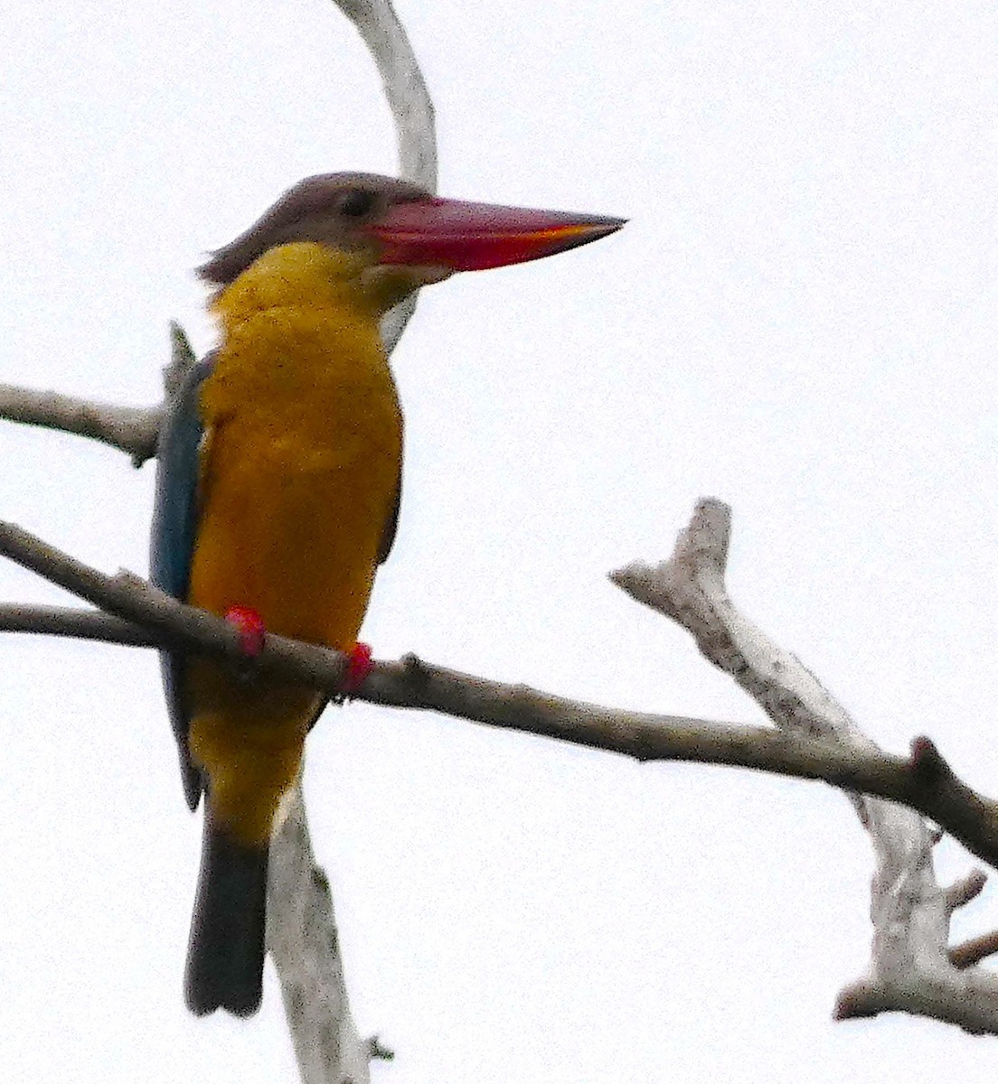 Stork-billed Kingfisher - ML613302631