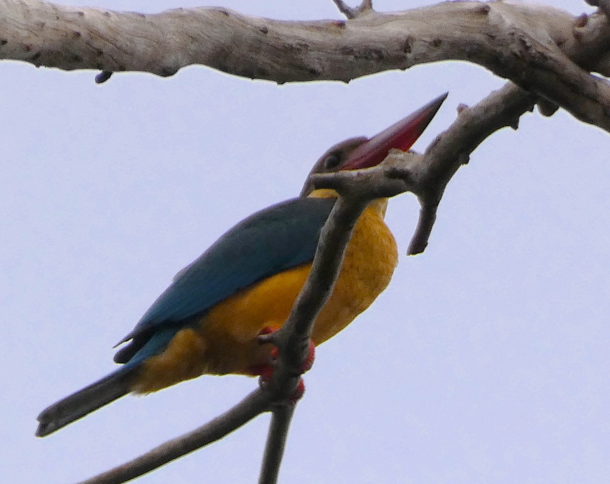 Stork-billed Kingfisher - ML613302632