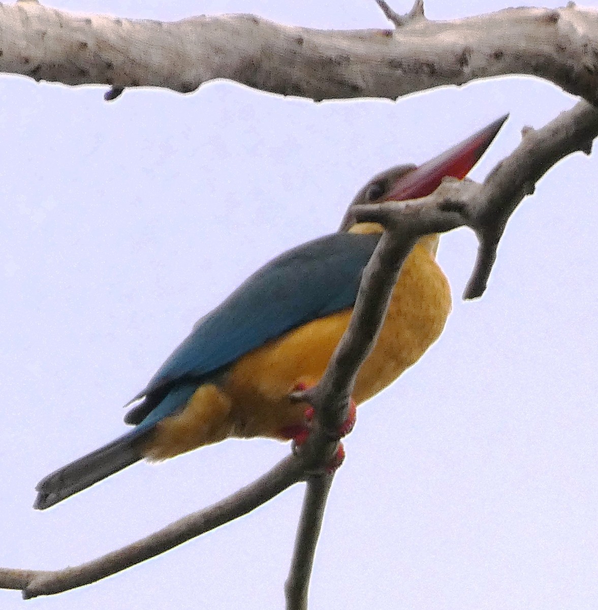 Stork-billed Kingfisher - ML613302633