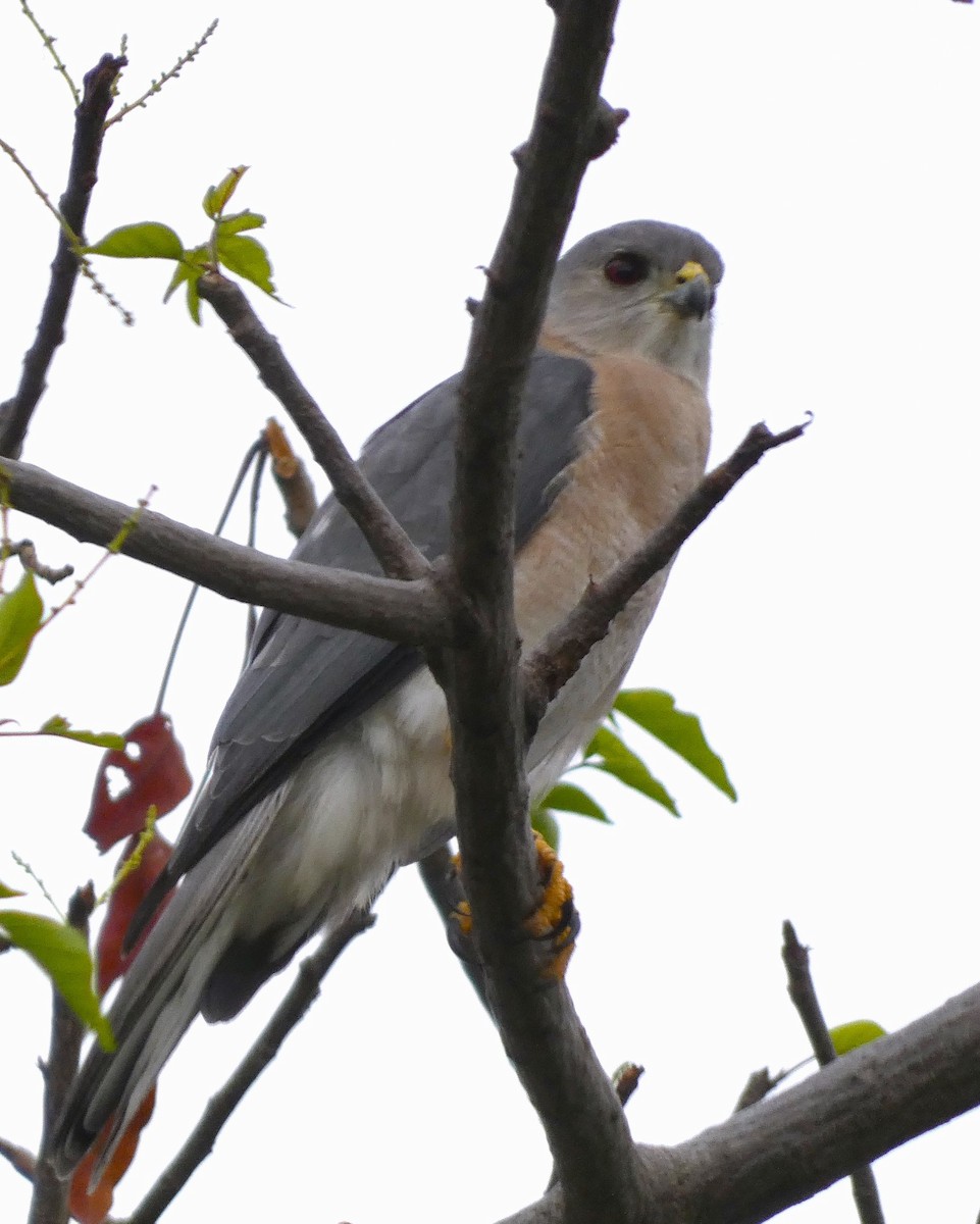 Үүрсээ харцага - ML613302642