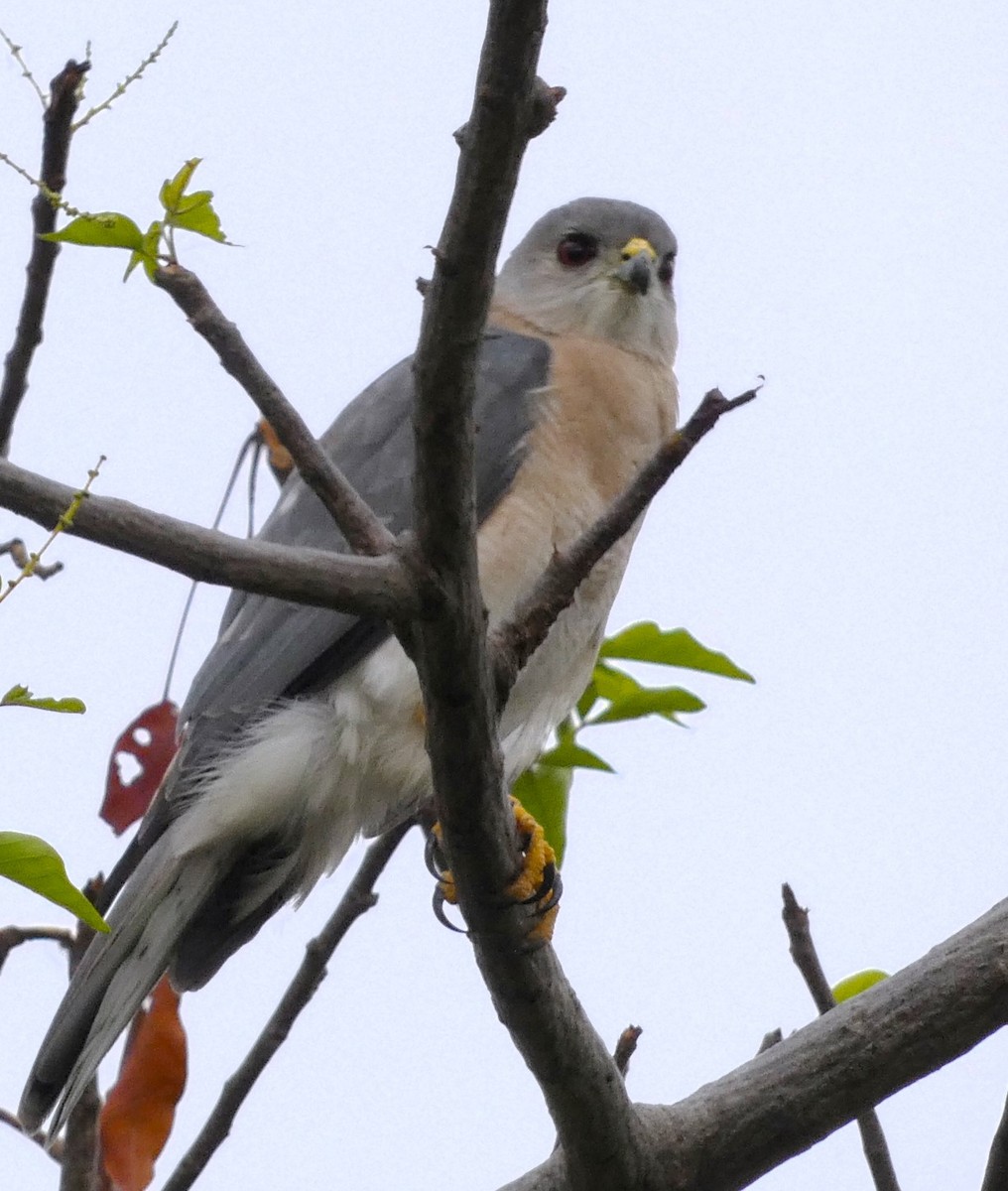 Shikra - ML613302643