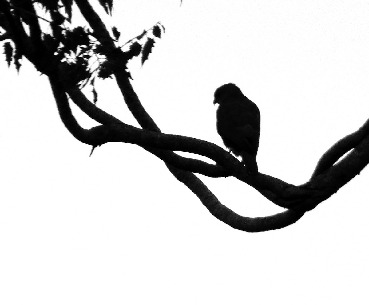 Үүрсээ харцага - ML613302644