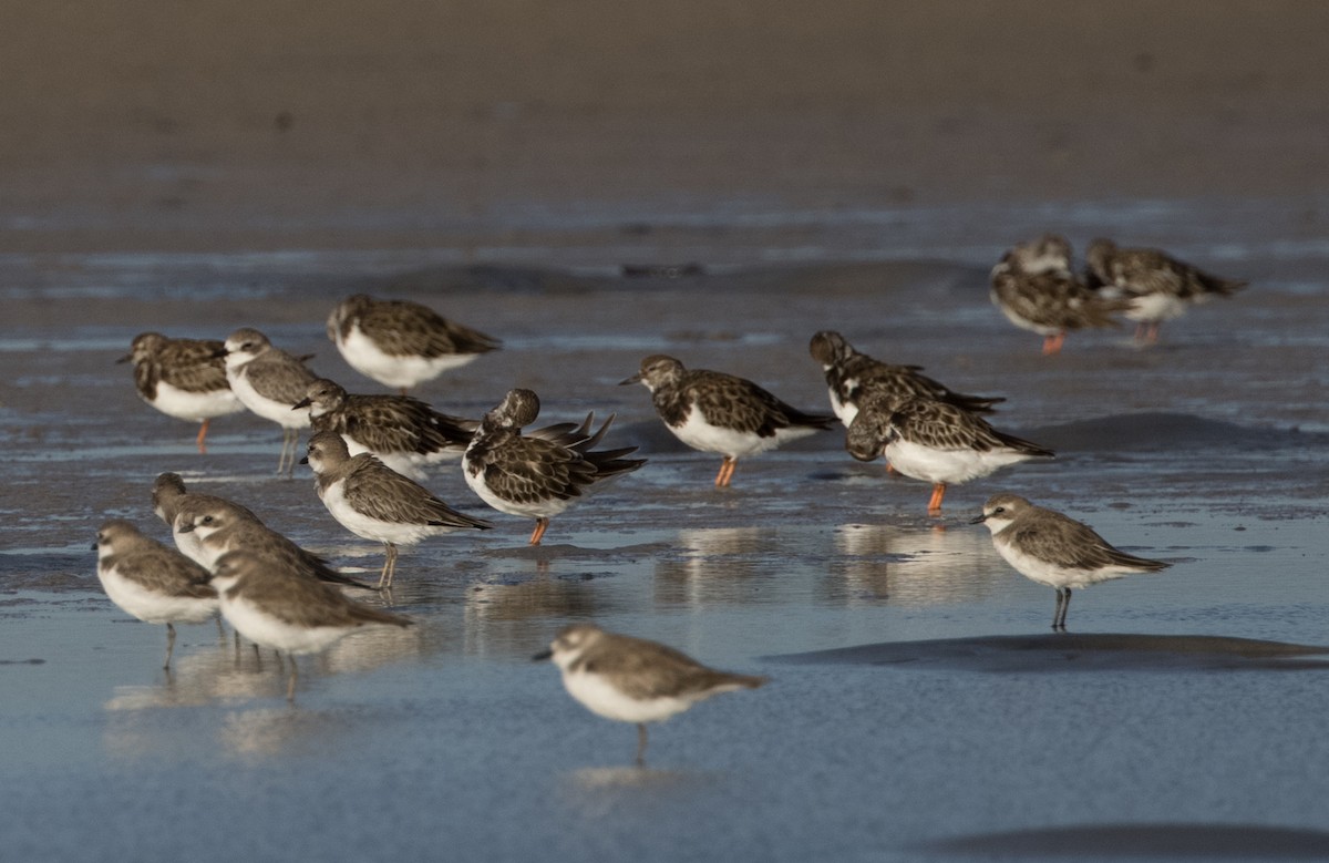 Ruddy Turnstone - ML613302649