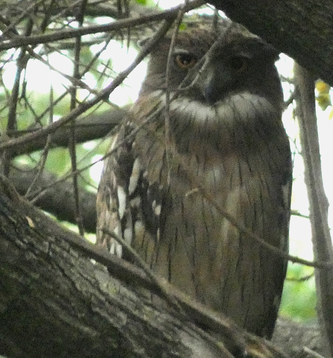 Brown Fish-Owl - ML613302655