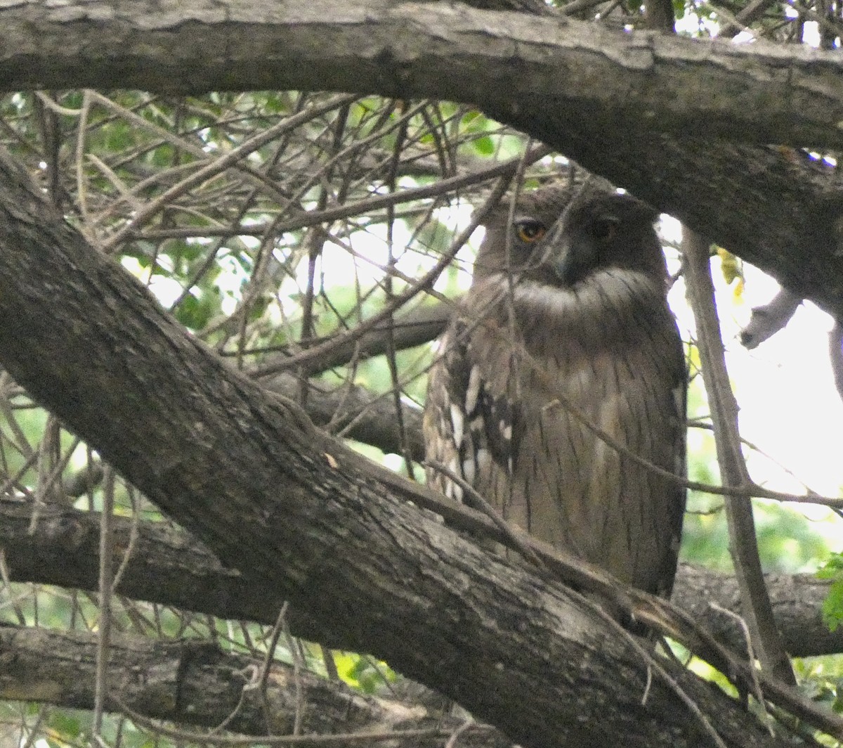 Brown Fish-Owl - ML613302656