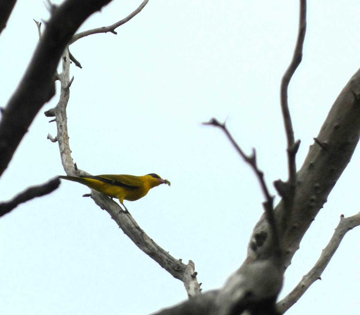 Дорнын шаргач - ML613302663