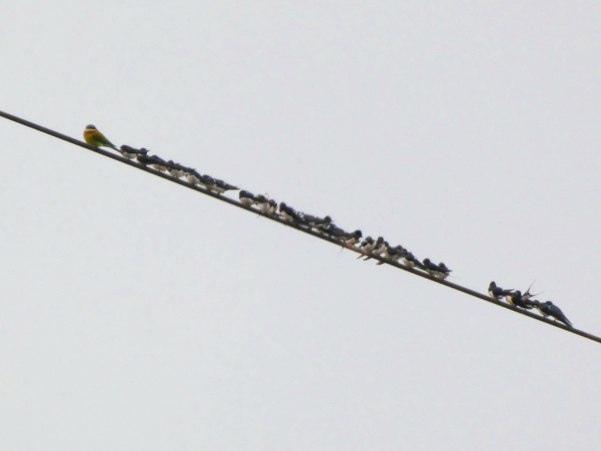 Barn Swallow - ML613302667