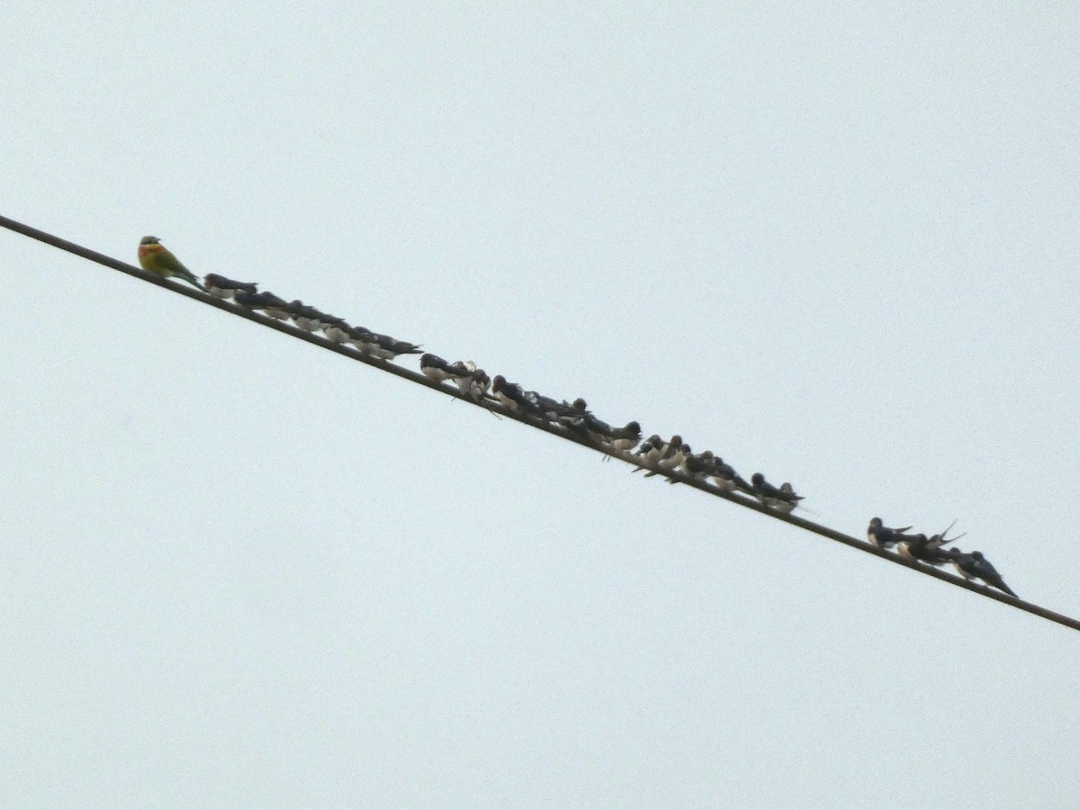 Асрын хараацай - ML613302669