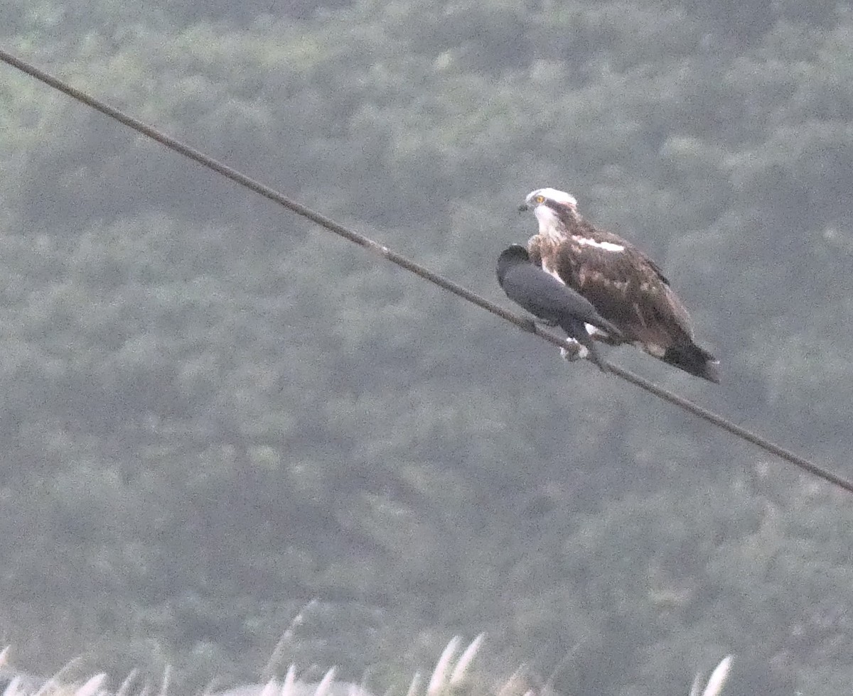 Загасч явлаг - ML613302688