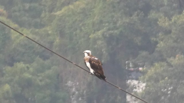 Загасч явлаг - ML613302730