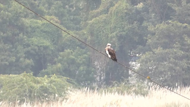 Osprey - ML613302732