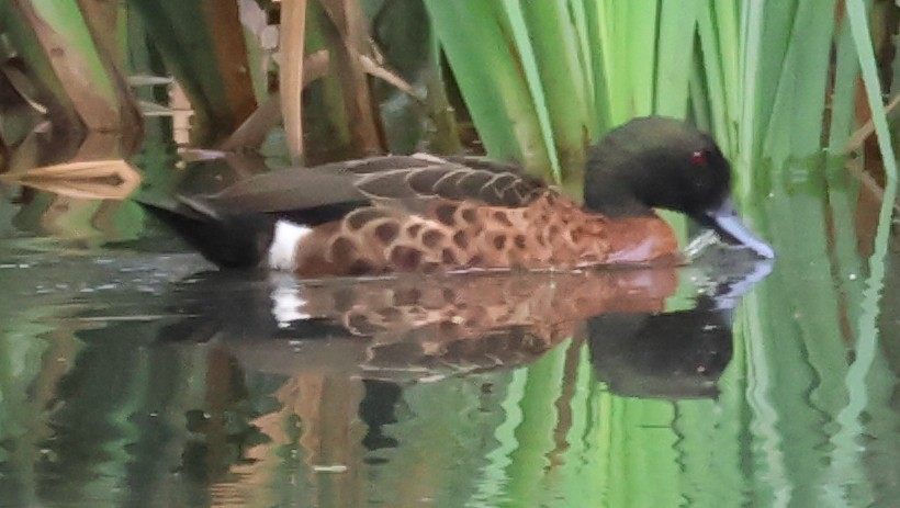 Chestnut Teal - John Brown