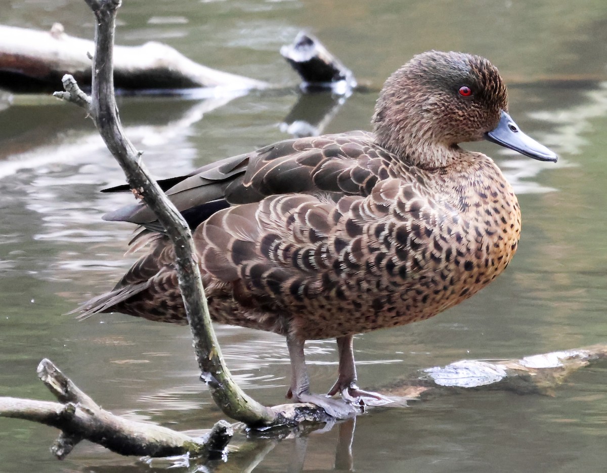 Chestnut Teal - ML613302782