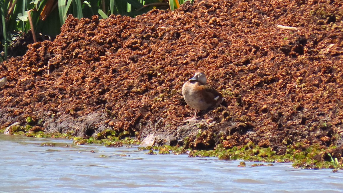 Ringed Teal - ML613302803