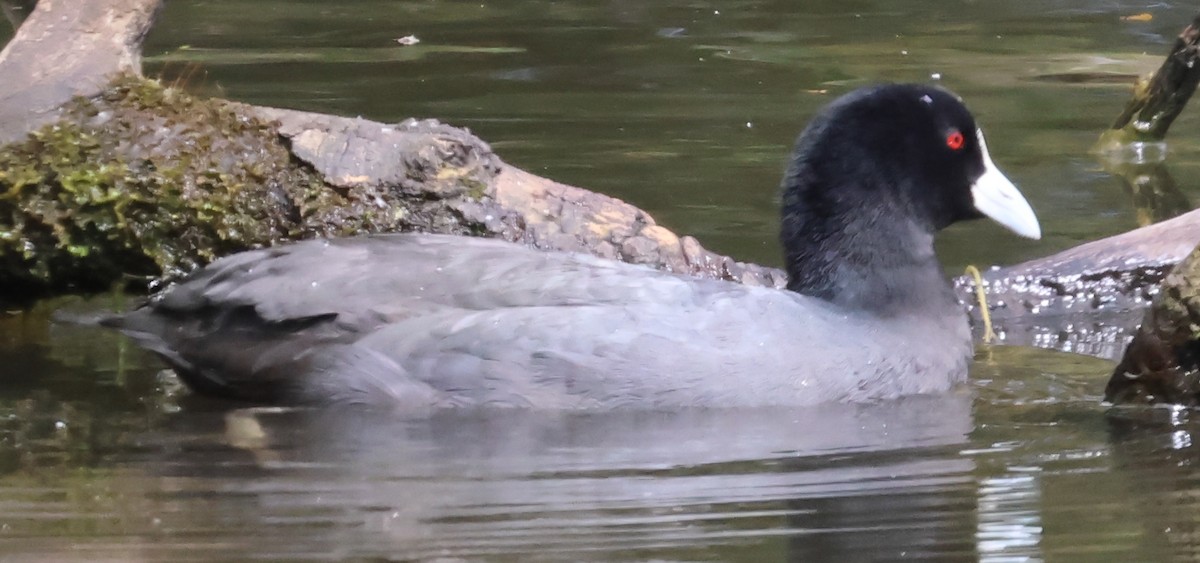 Eurasian Coot - John Brown