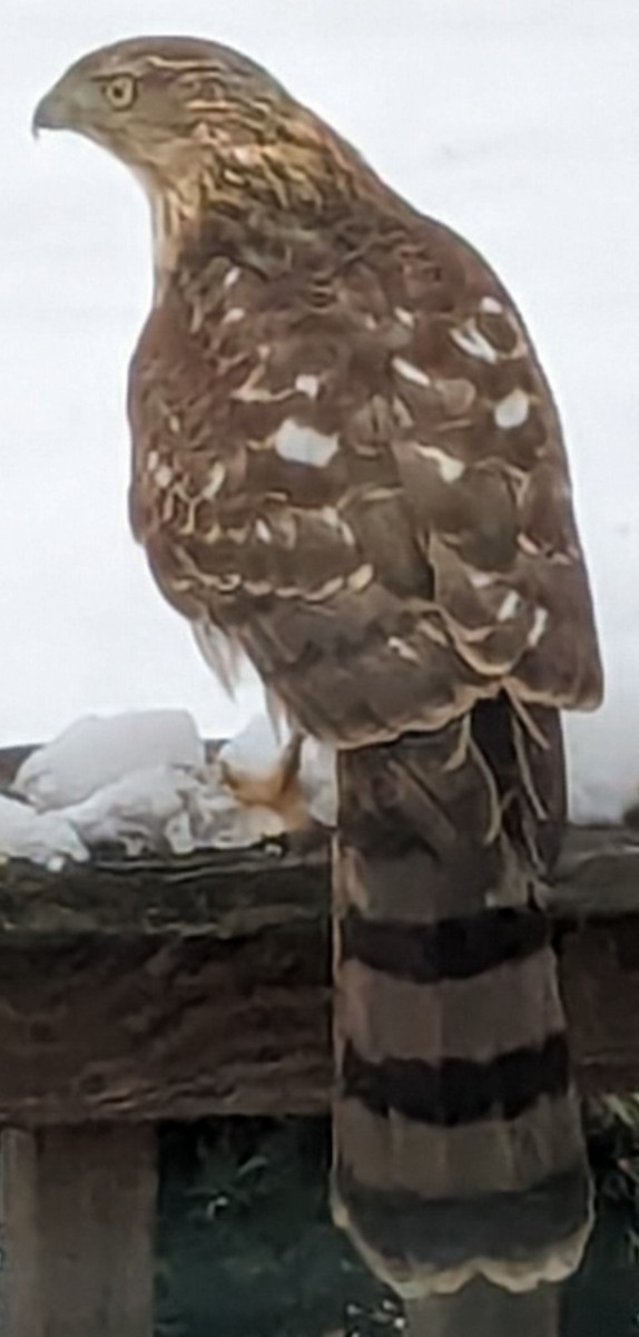 Cooper's Hawk - ML613302845