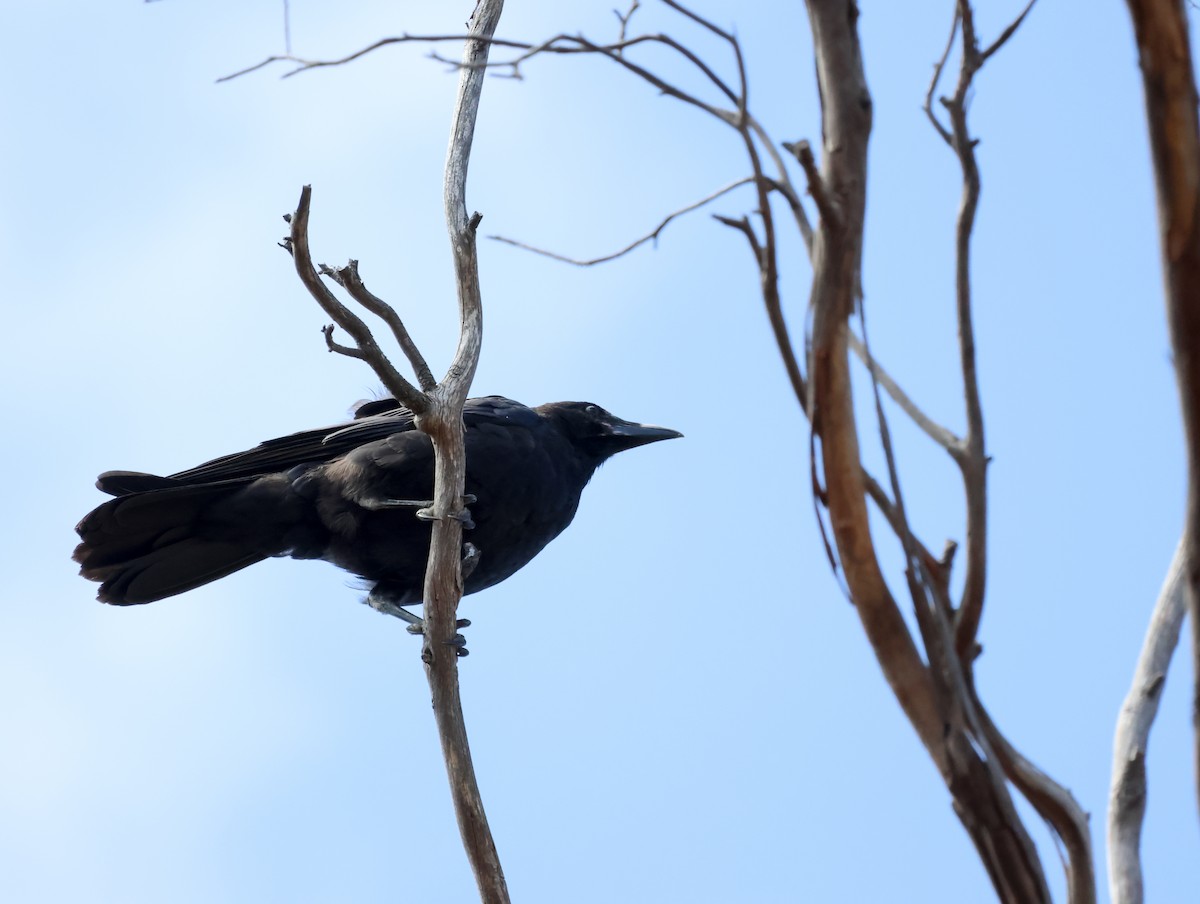 Cuervo de Tasmania - ML613302846
