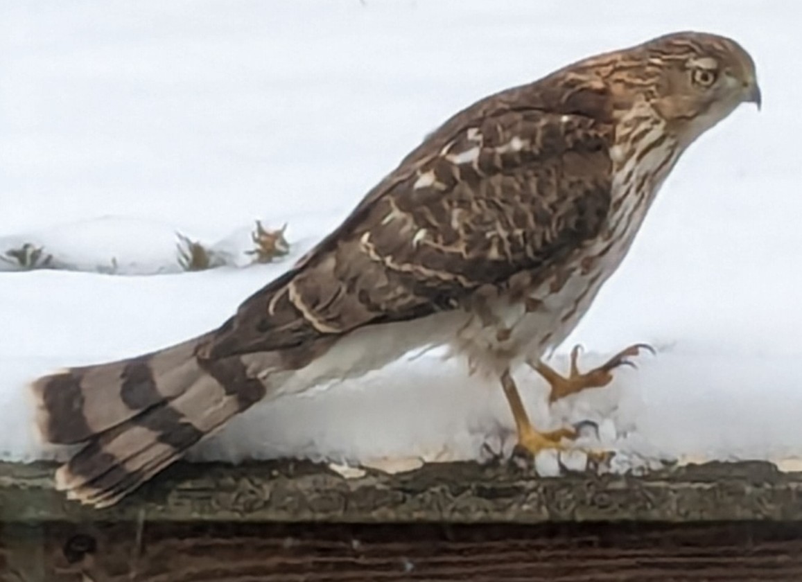 Cooper's Hawk - ML613302850