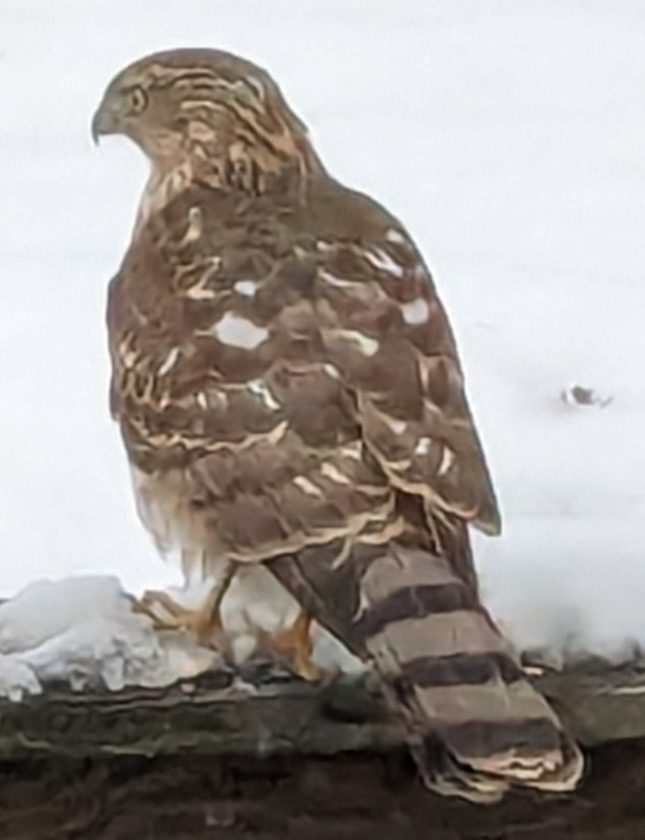 Cooper's Hawk - ML613302852