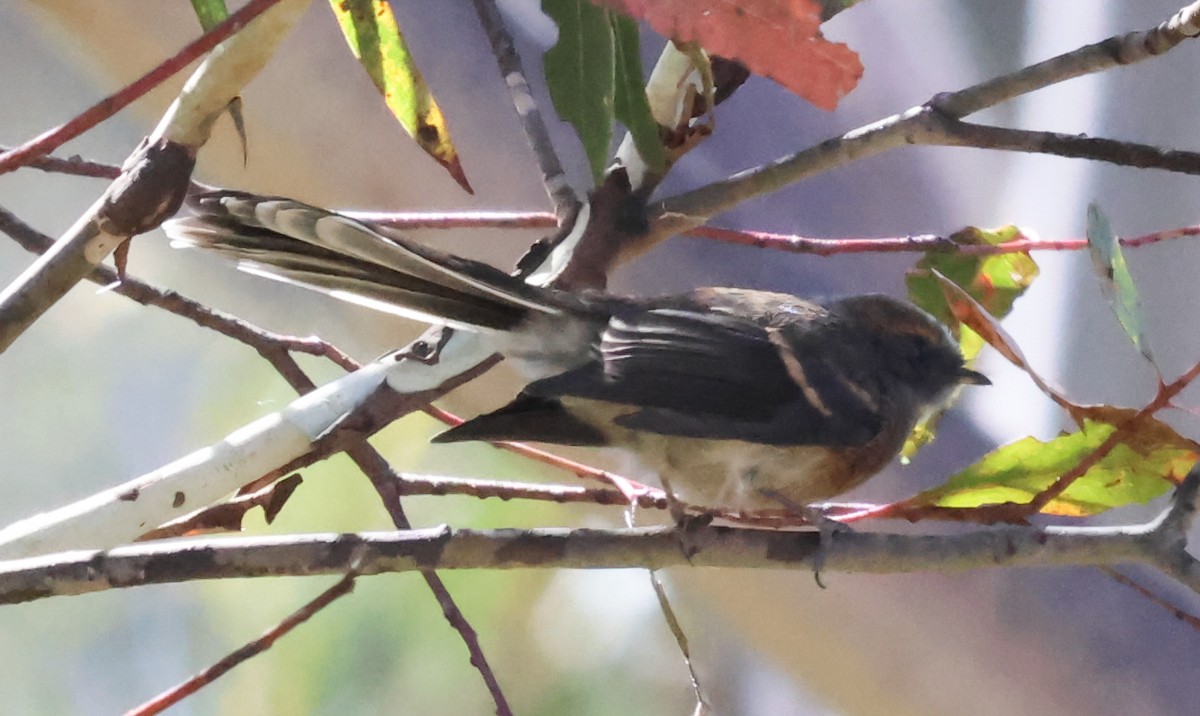 Gray Fantail (albiscapa) - ML613302866