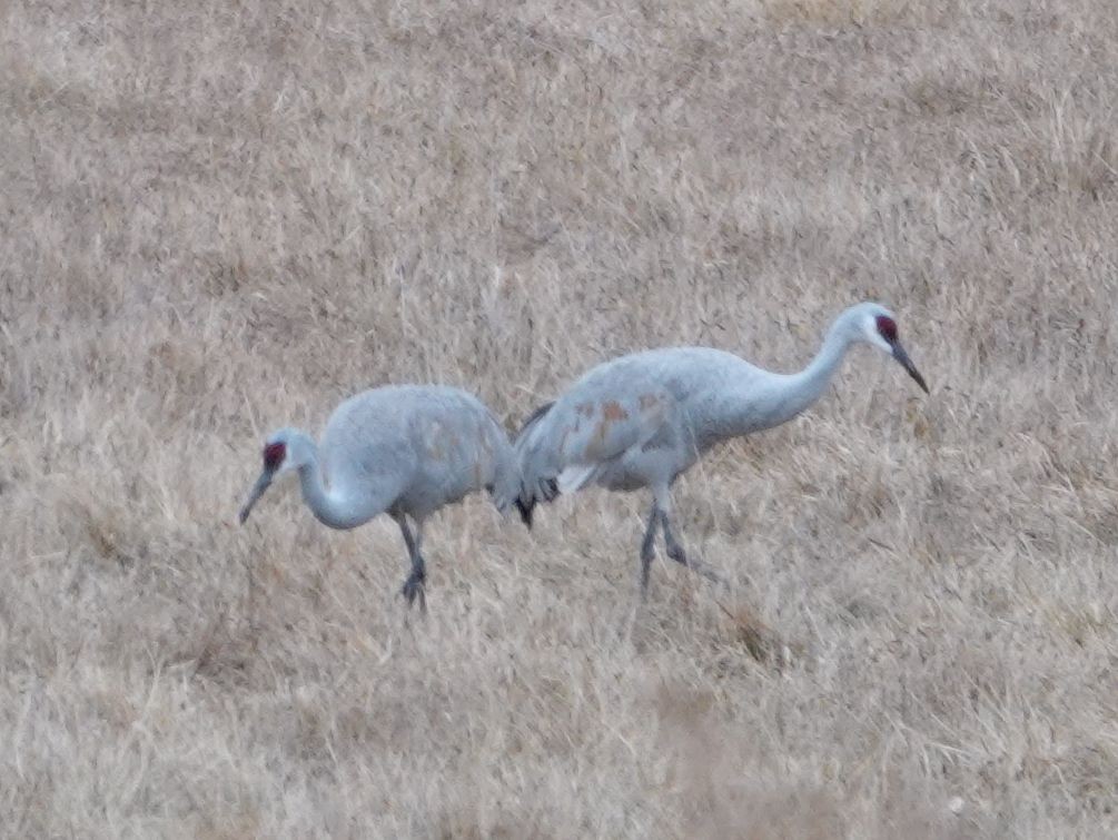 Sandhill Crane - ML613302916