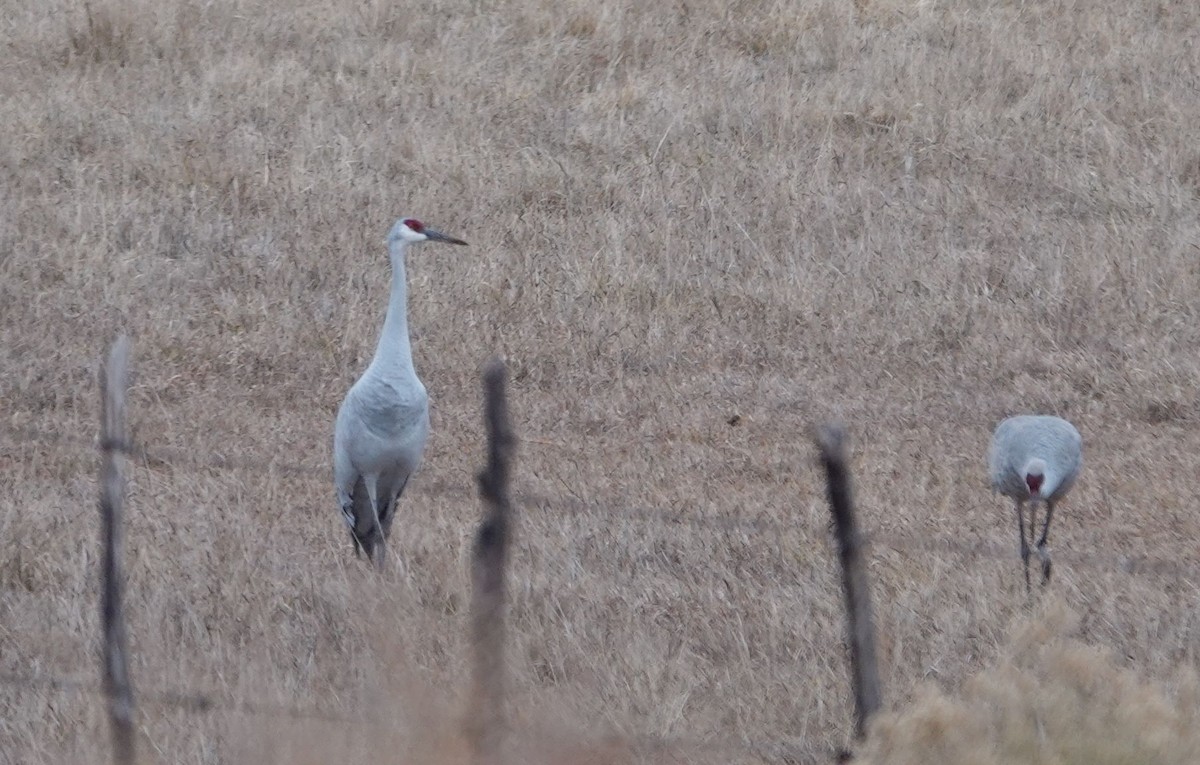 Sandhill Crane - ML613302918