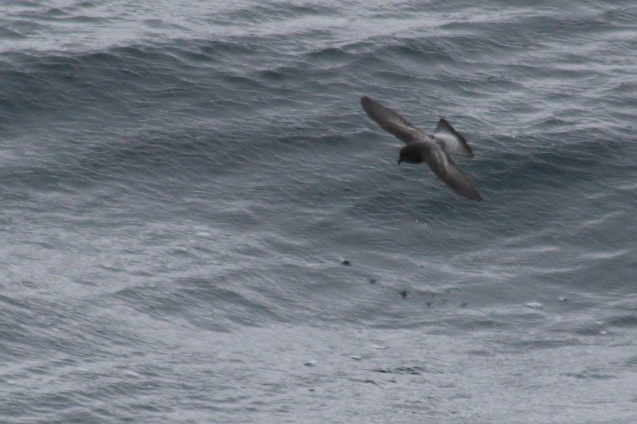 Gray-backed Storm-Petrel - ML613303071