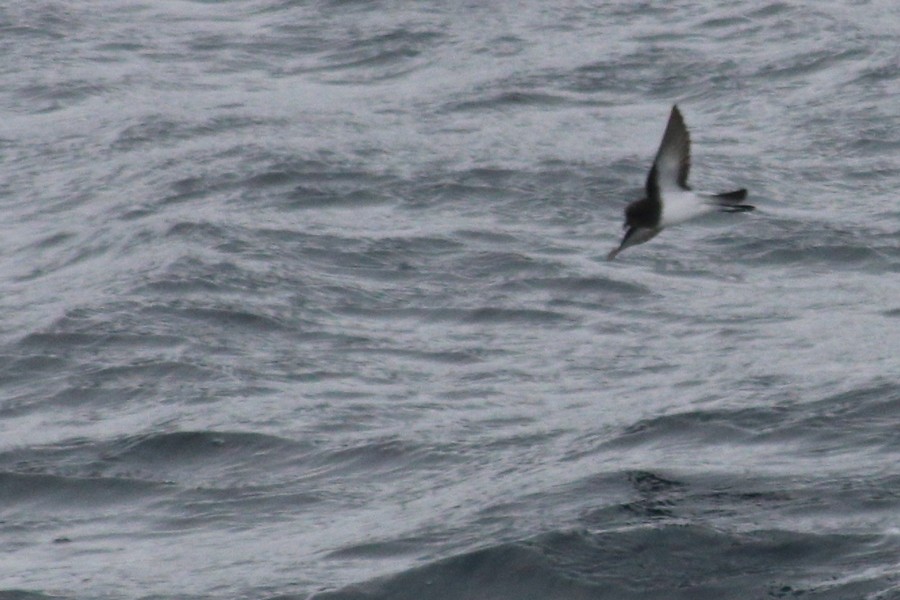 Gray-backed Storm-Petrel - ML613303072