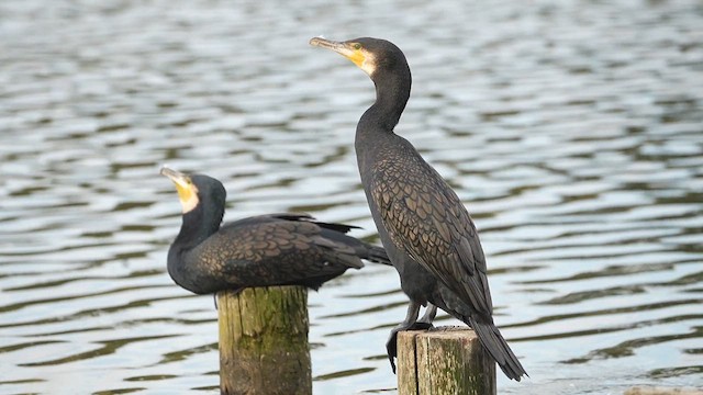 Cormorán Grande - ML613303144