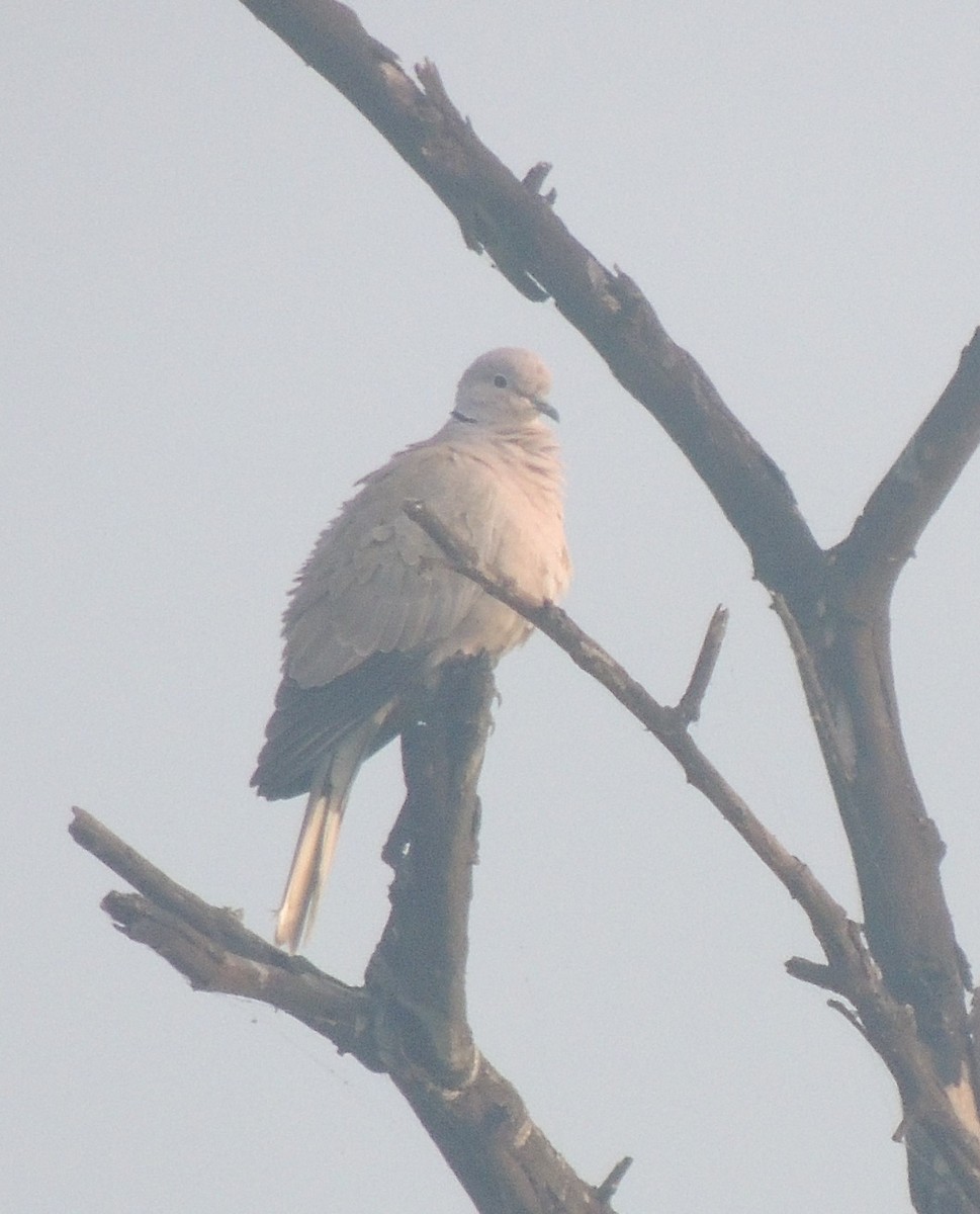 Eurasian Collared-Dove - ML613303187