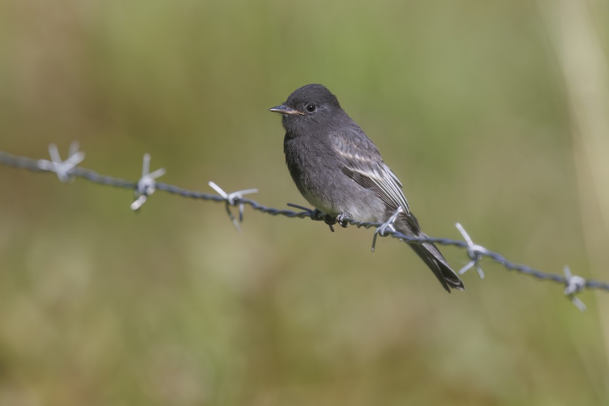 Black Phoebe - ML613303260